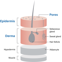 img-peptides-care-for-anti-obesity-mechanism