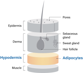 img-peptides-care-for-anti-obesity-mechanism