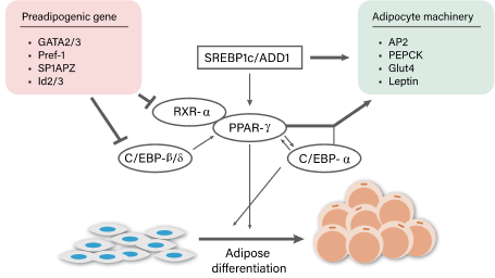 img-peptides-care-for-anti-obesity-mechanism