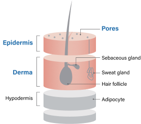 img-peptides-care-for-anti-obesity-mechanism