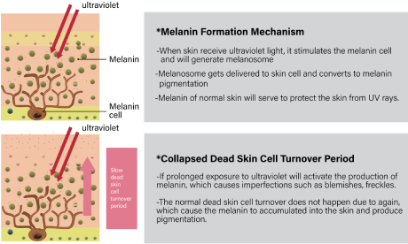 img-peptides-care-for-anti-obesity-mechanism